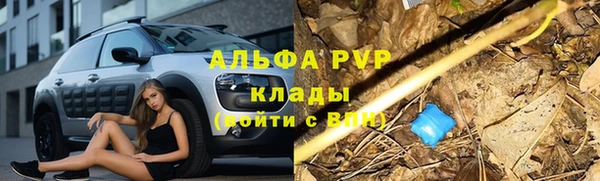 прущие грибы Дмитровск